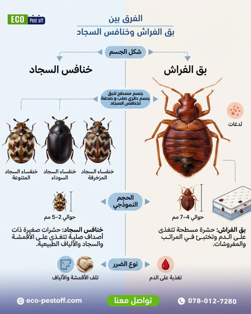 الفرق بين بق الفراش وخنافس السجاد: كيف تميّز بينهما وتتعامل مع كل حالة؟